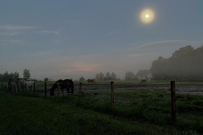 Moon rising over the horses.