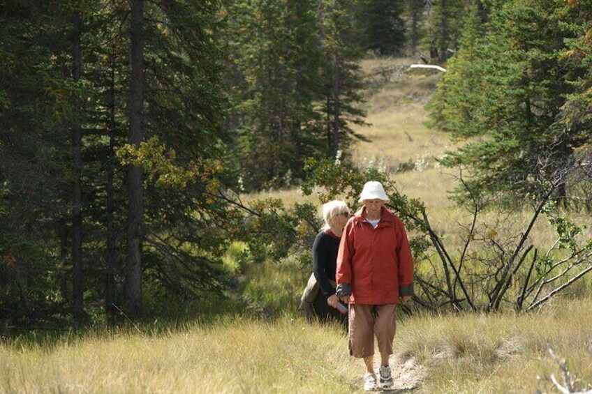 4 Hours Private Tour in Kootenay Plains Trails