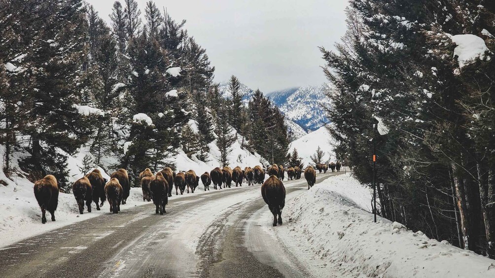 Picture 13 for Activity Bozeman: 6 Day Yellowstone Winter Wonderland Tour