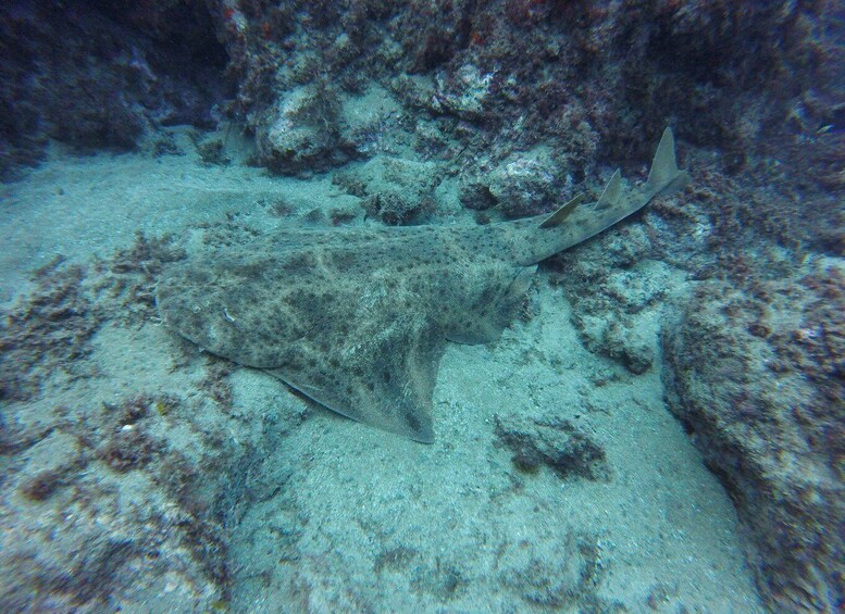 Picture 5 for Activity Puerto Del Carmen: Try Suba Diving with 2 Dives and Photos