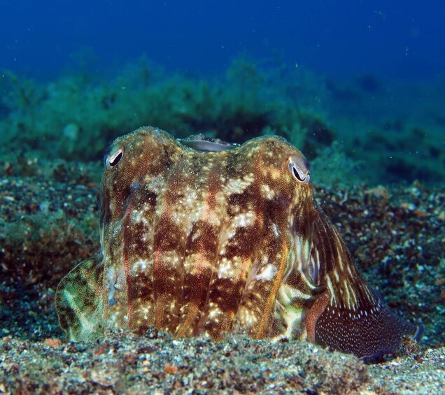 Picture 3 for Activity Puerto Del Carmen: Try Suba Diving with 2 Dives and Photos