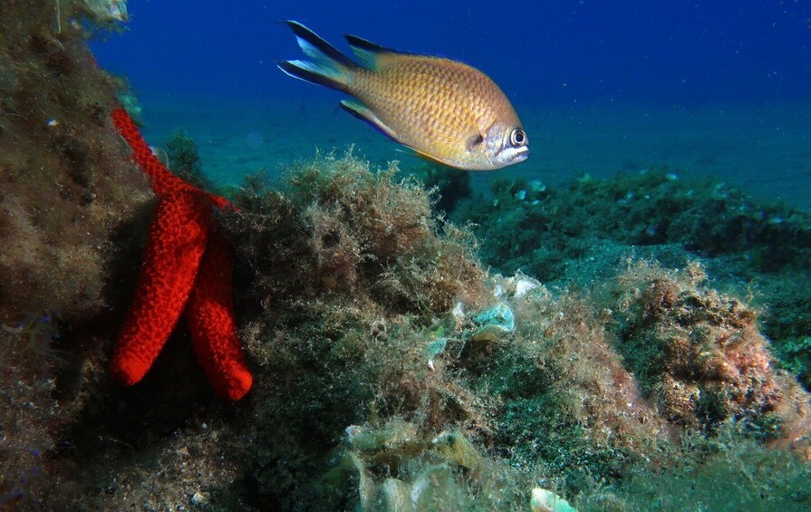 Picture 7 for Activity Puerto Del Carmen: Try Suba Diving with 2 Dives and Photos