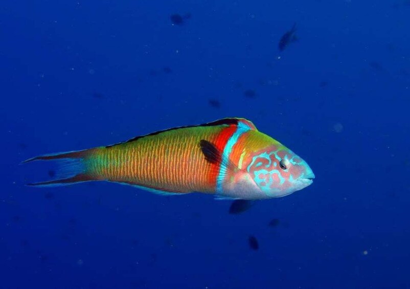 Picture 8 for Activity Puerto Del Carmen: Try Suba Diving with 2 Dives and Photos