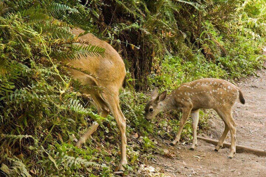 San Francisco, Golden Gate, Sausalito and Muir Woods Private Tour