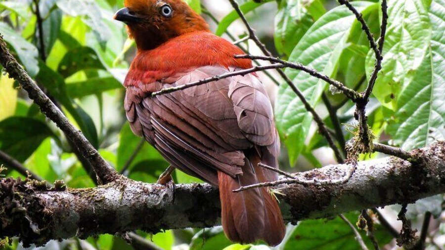 Sta. Rita Waterfall: Observation of endemic birds