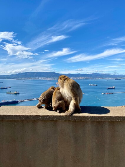 Picture 1 for Activity From Malaga: Day Trip to Gibraltar