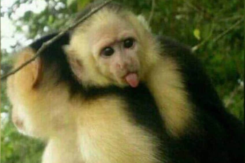 Monkey and Sloth Jungle Habitat Panama Tour 