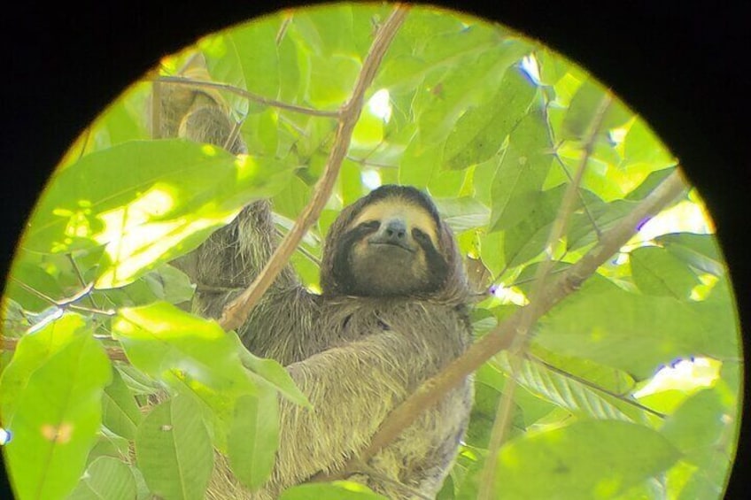 Monkey and Sloth Jungle Habitat Panama Tour 