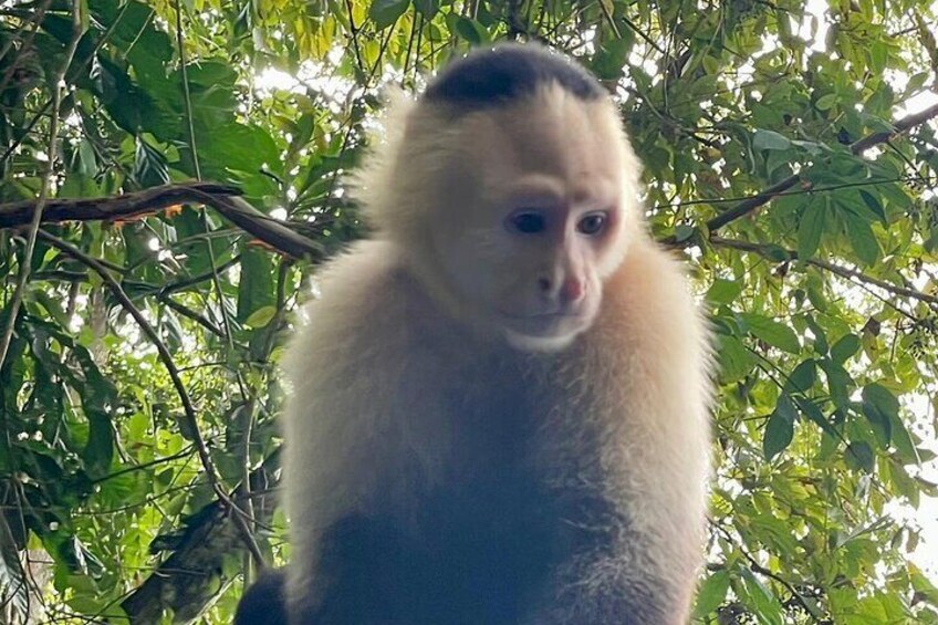 Monkey and Sloth Jungle Habitat Panama Tour 