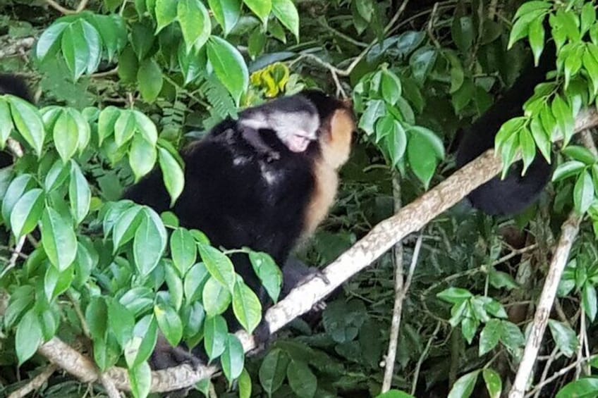 Monkey and Sloth Jungle Habitat Panama Tour