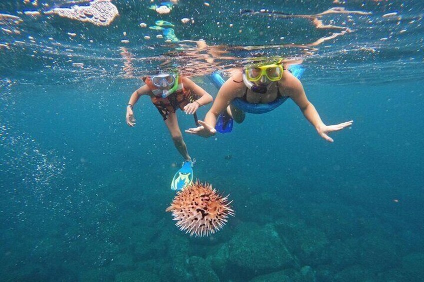 puffer fish