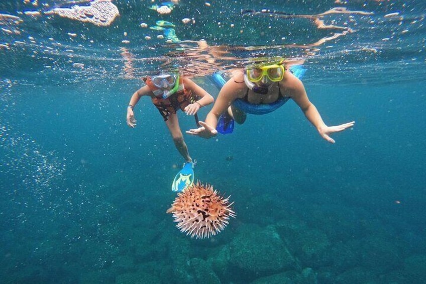 puffer fish