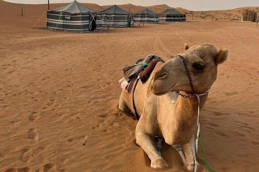 Camels at Wahiba Sands