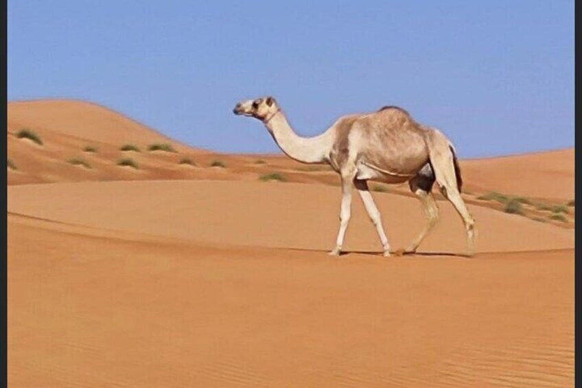 Private Tour in Wahiba Sands and Wadi Bani Khalid Adventure