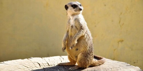 From Hammamet & Sousse: Friguia Animal Park Safari half day