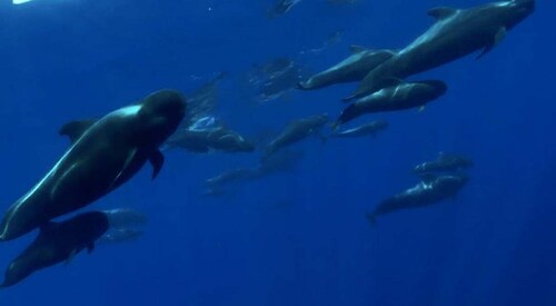 Excursion to see the whales - 3 Hours