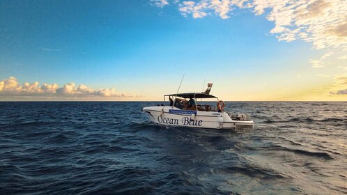 Excursion pour voir les baleines - 3 heures