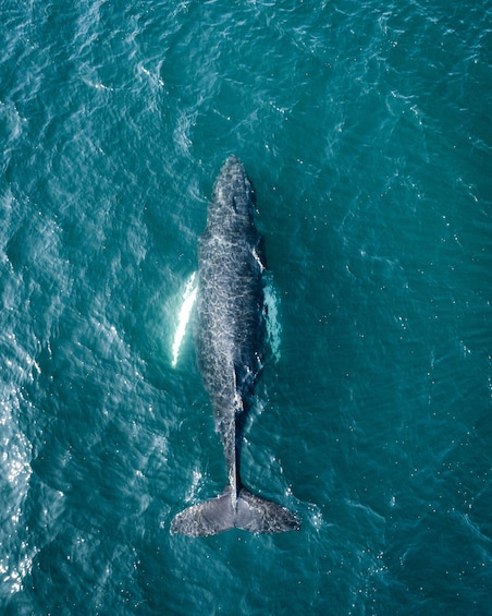 Whale Watching Tour from Akureyri