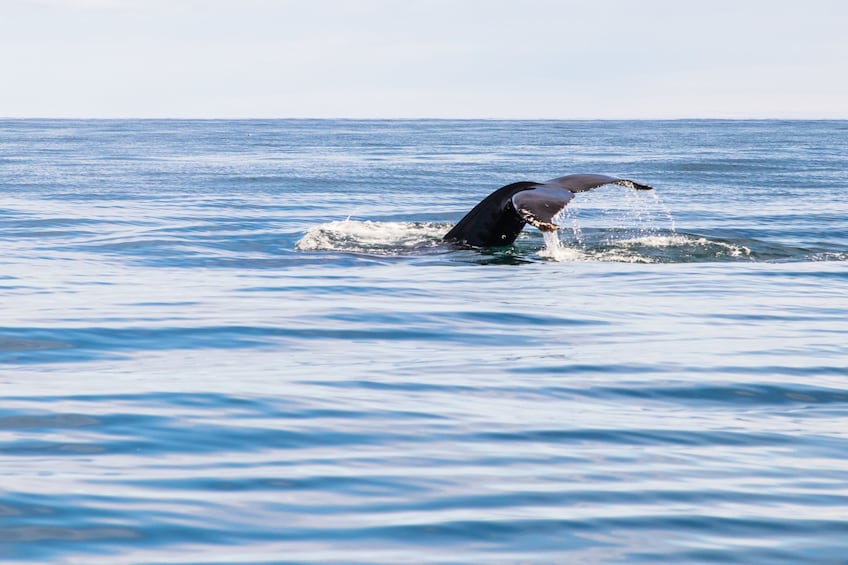Whale Watching Tour from Akureyri