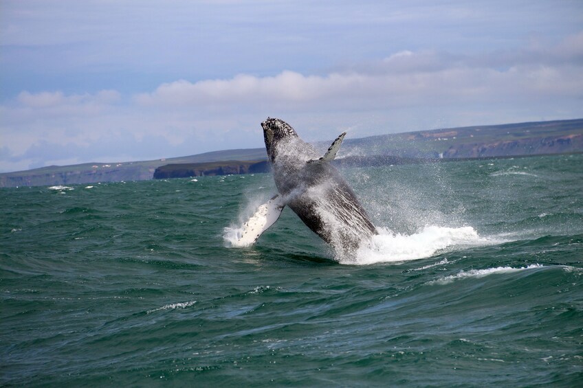 Whale Watching Tour from Akureyri