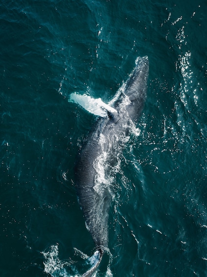 Whale Watching Tour from Akureyri