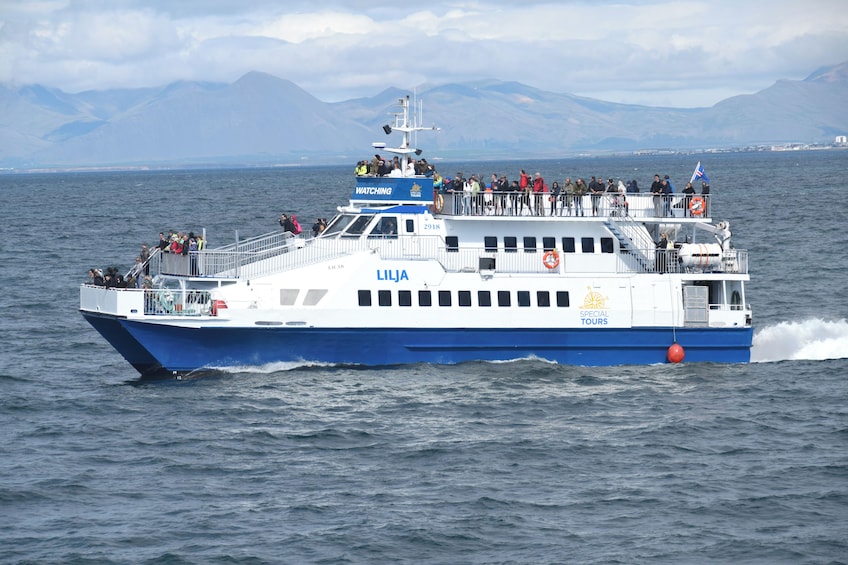 Whale Watching Tour from Akureyri