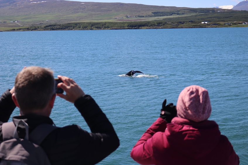 Whale Watching Tour from Akureyri