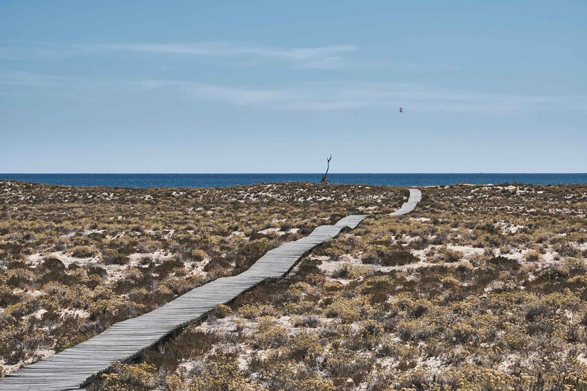 Picture 4 for Activity From Faro: Ria Formosa Hop-On Hop-Off Island Cruise