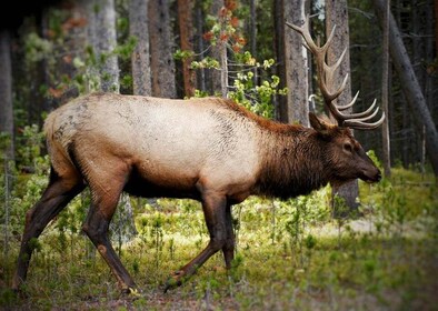 Yellowstone, MT: Private Tour zur unteren Schleife