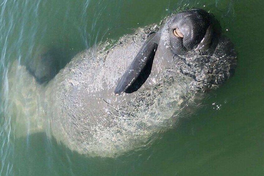 Manatees are so playful!