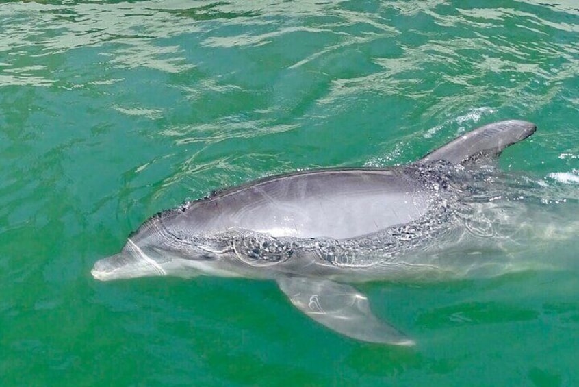 Sarasota Bay bottlenose dolphins