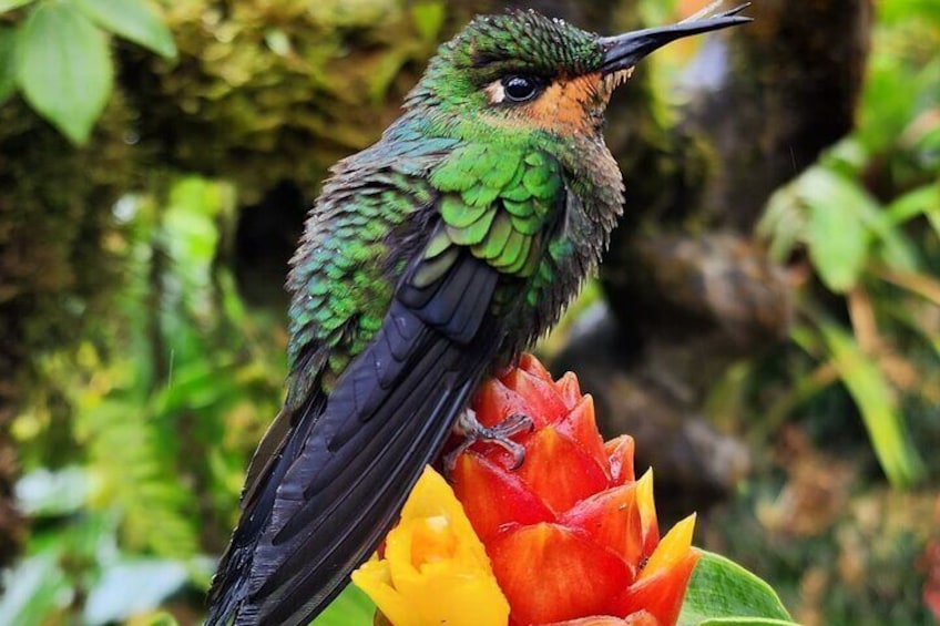 Jardin de Colibries en Las Cataratas de la Paz