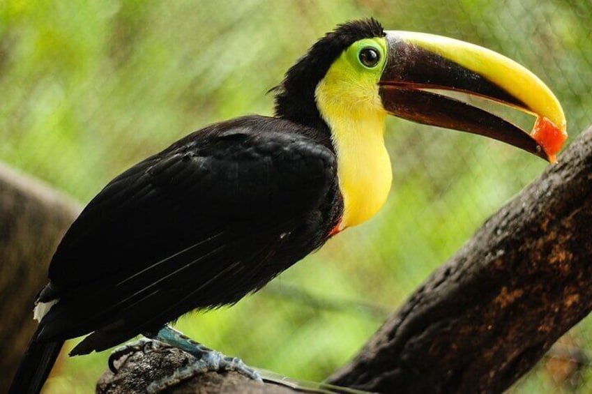 Tucan de pico bicolor