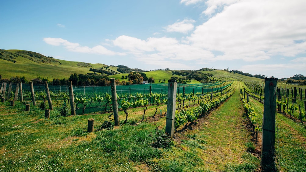 Vineyard in Auckland