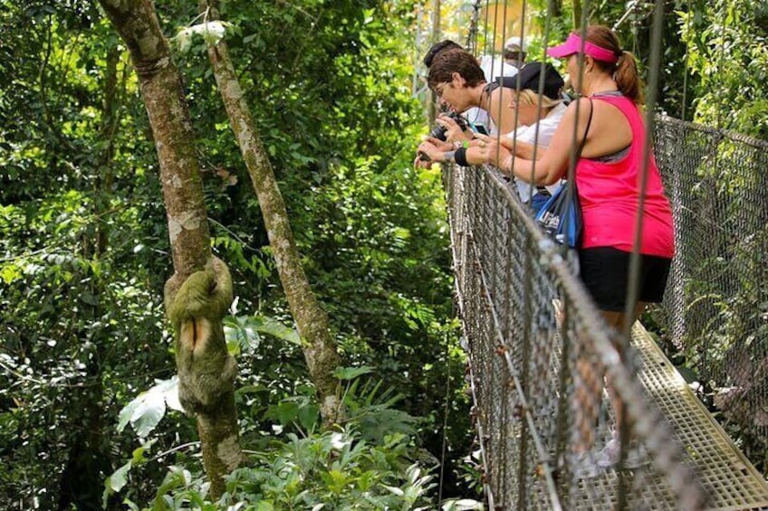 The Mistico Hanging Bridges