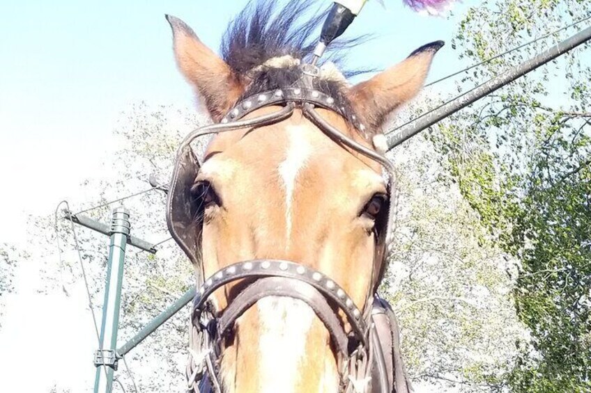 Private Horse Carriage Ride in Central Park