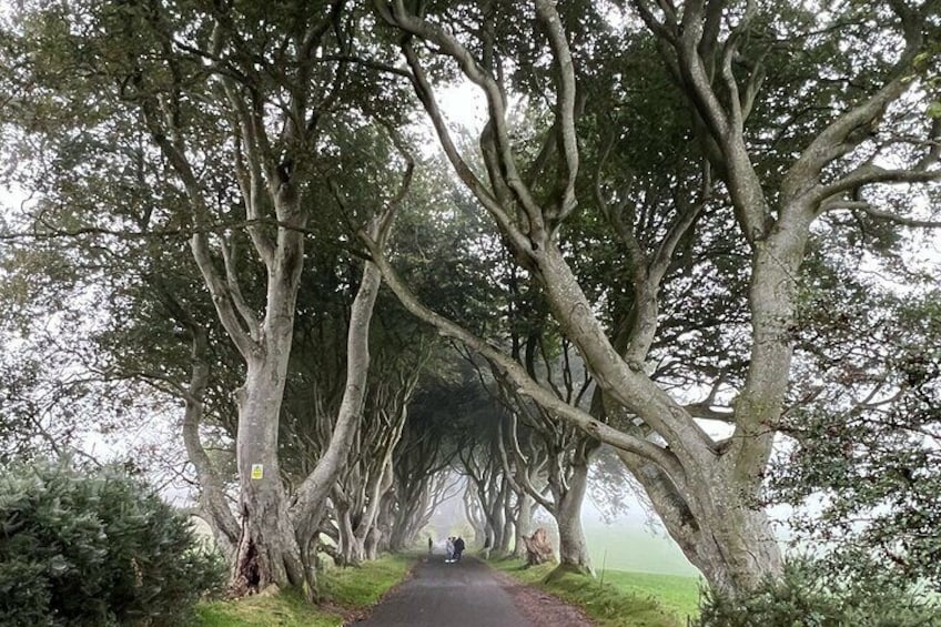 Dark Hedges 