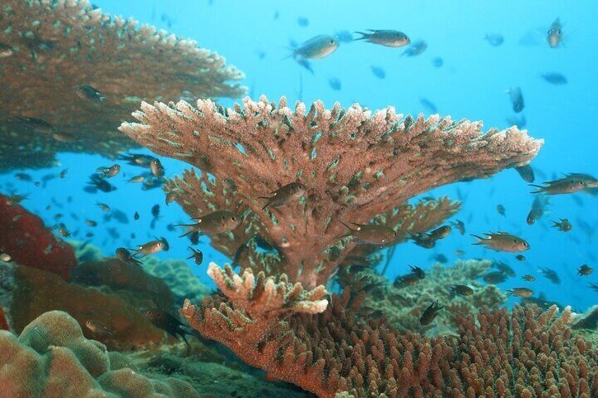 table coral