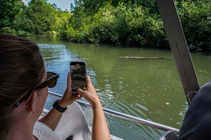 Crocodile spotting on the Daintree River 