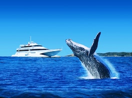Whale-Watching Lunch Cruise with Tangalooma Island Resort Day Trip