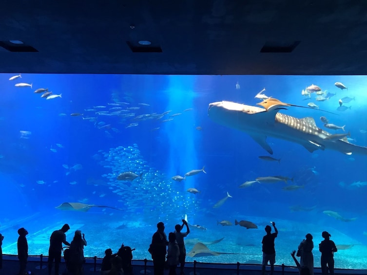 Churaumi Aquarium, Ryukyu Village & Hoshino Resort Banta Cafe