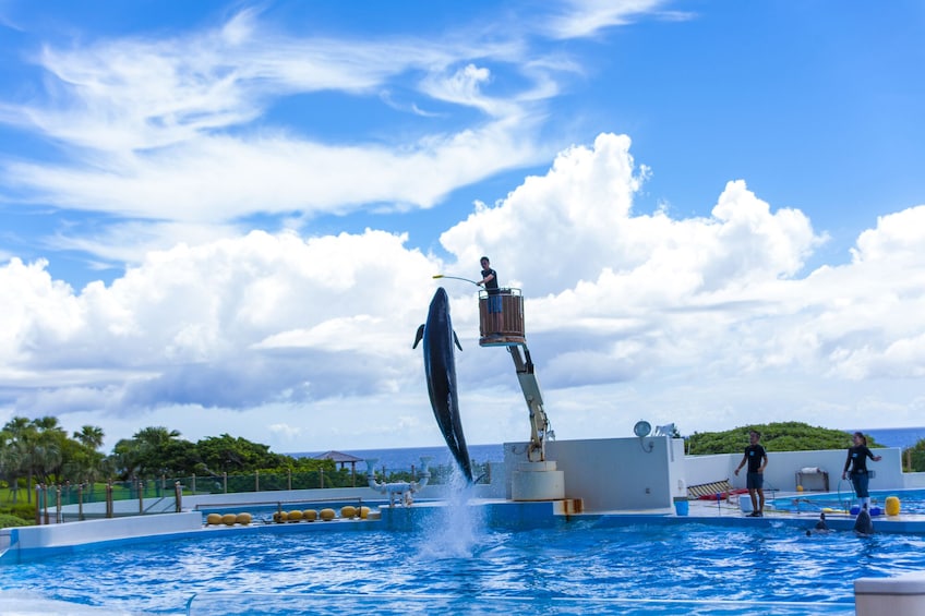 Churaumi Aquarium, Ryukyu Village & Hoshino Resort Banta Cafe