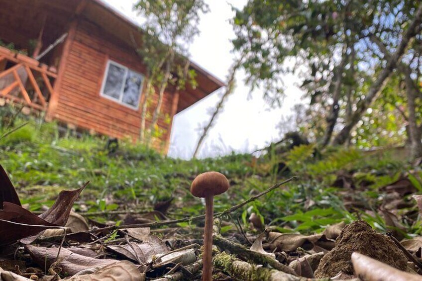 Foraging with our fungi-loving family.
