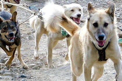 Half-Day Activity Package | Husky Sled Dog Tour and Brewery Visit