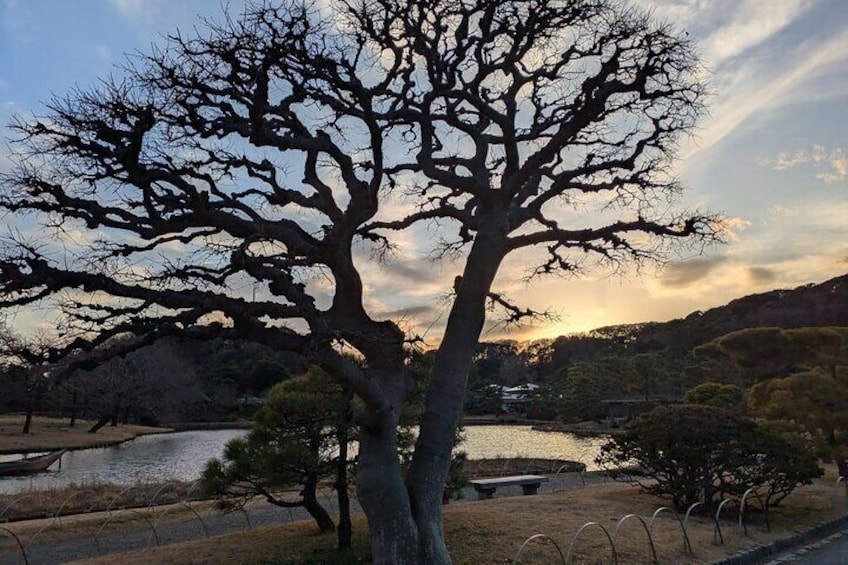 Sunset in the winter at Sankeien