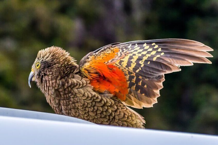 Arthurs Pass Day Tour With TranzAlpine and Jet Boat Ride 