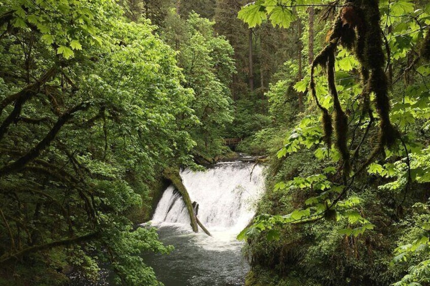 waterfalls shrouded in big leaf maples