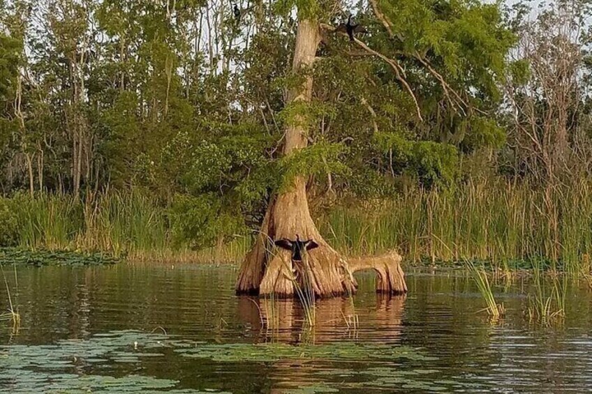 2 Hour Historical Wildlife Tour of the Chain of Lakes