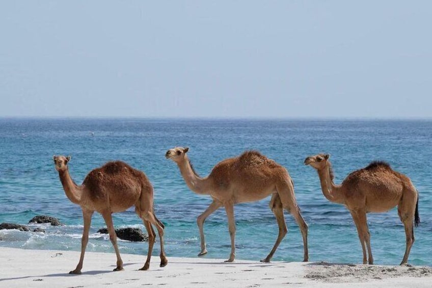 Camels on West Side of Salalah at Al Moghseal Beach