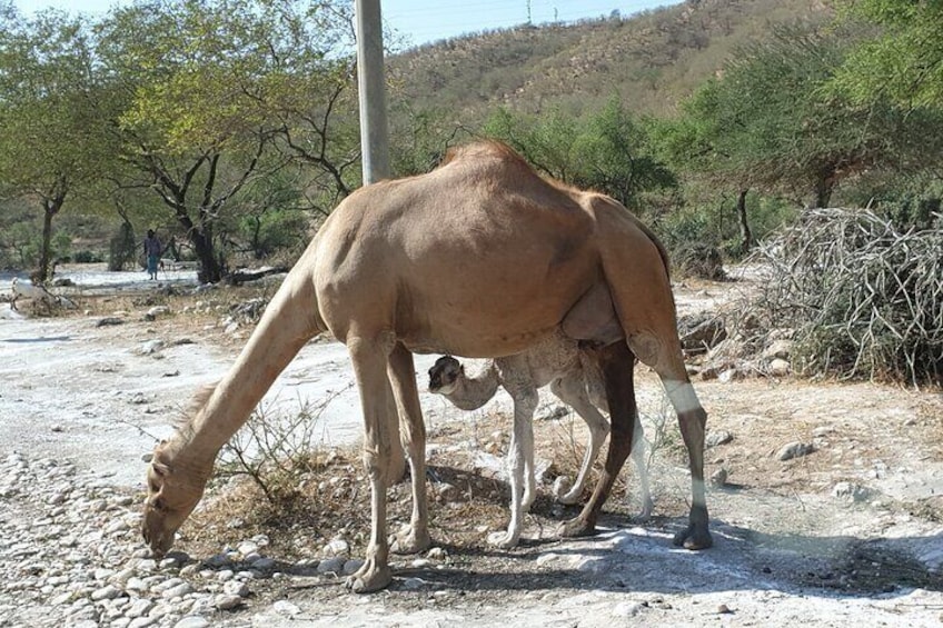 Lovely Camels at east Side of Salalah